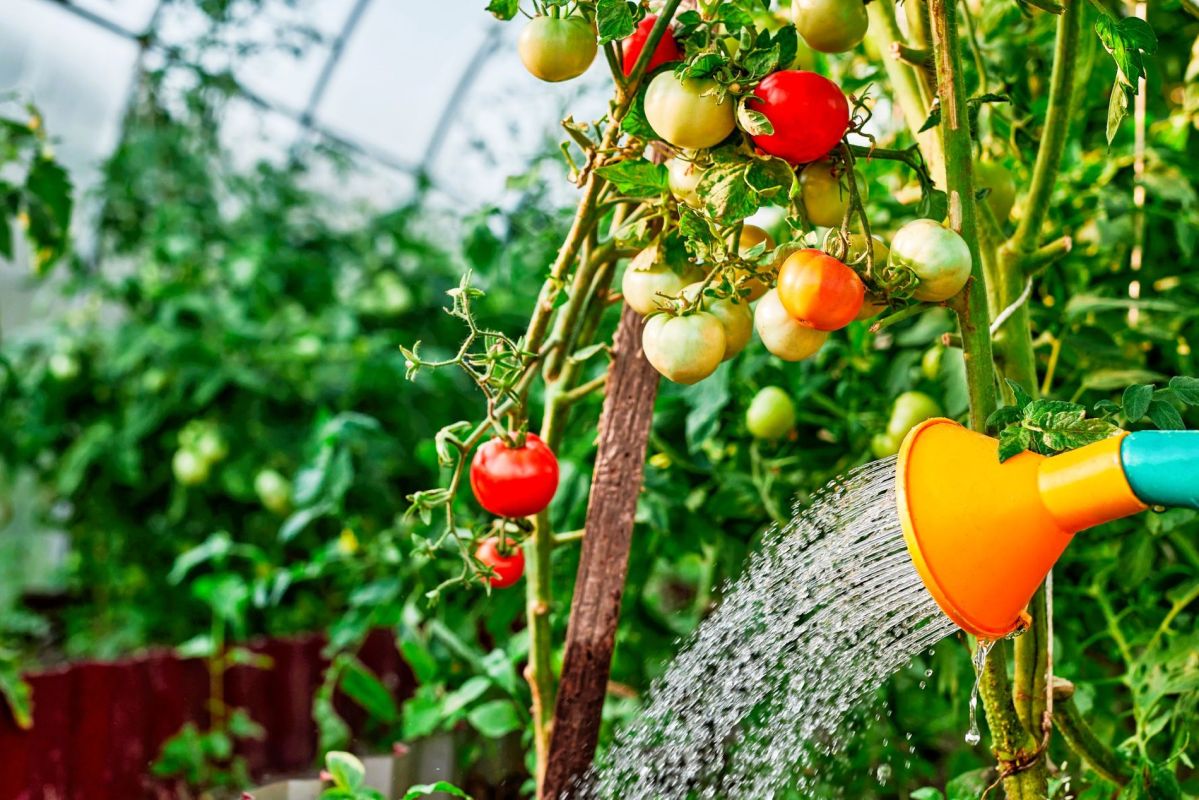 L’heure parfaite pour arroser vos tomates et éviter les maladies