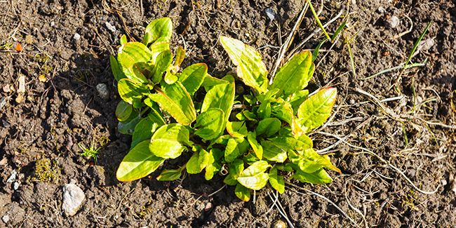 Semer et planter l'oseille : guide pratique pour un potager réussi