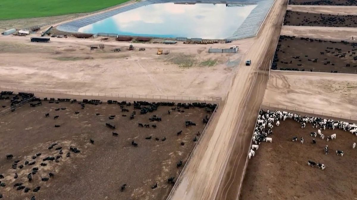 Fermes industrielles : à la découverte des nouveaux cow-boys des méga fermes américaines
