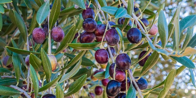 Les olives, trésors de la méditerranée : récolte et conservation