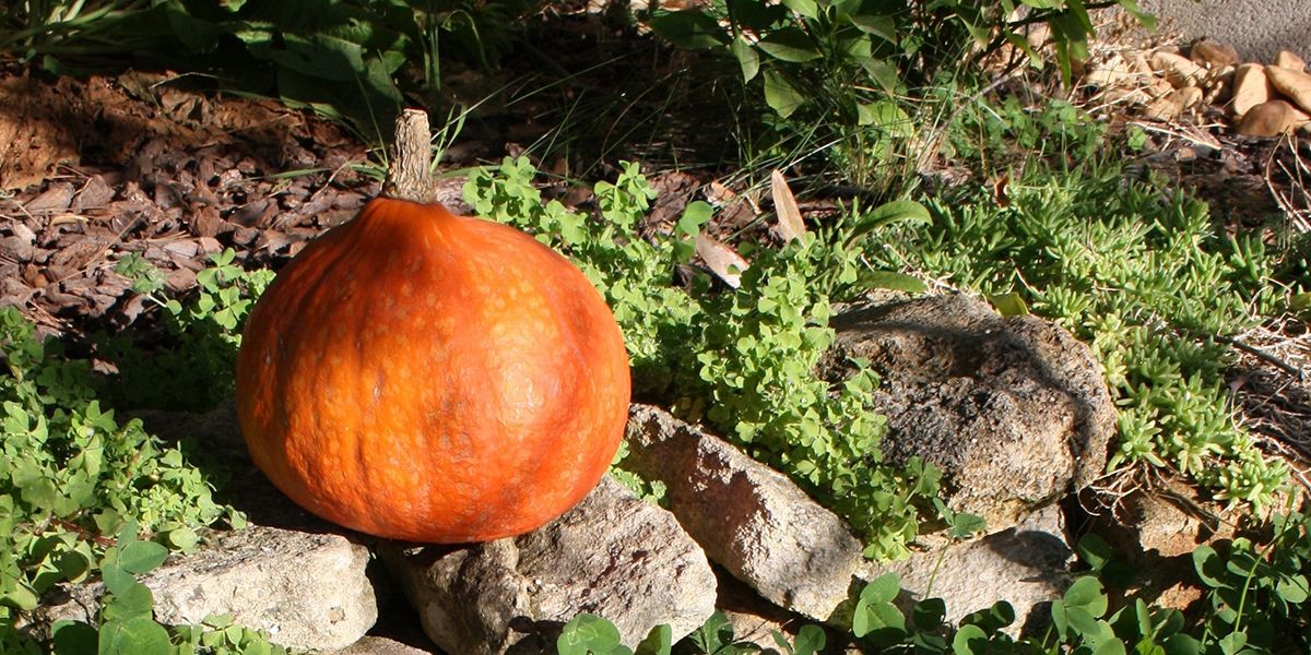 À la découverte du potimarron, la courge au goût envoûtant