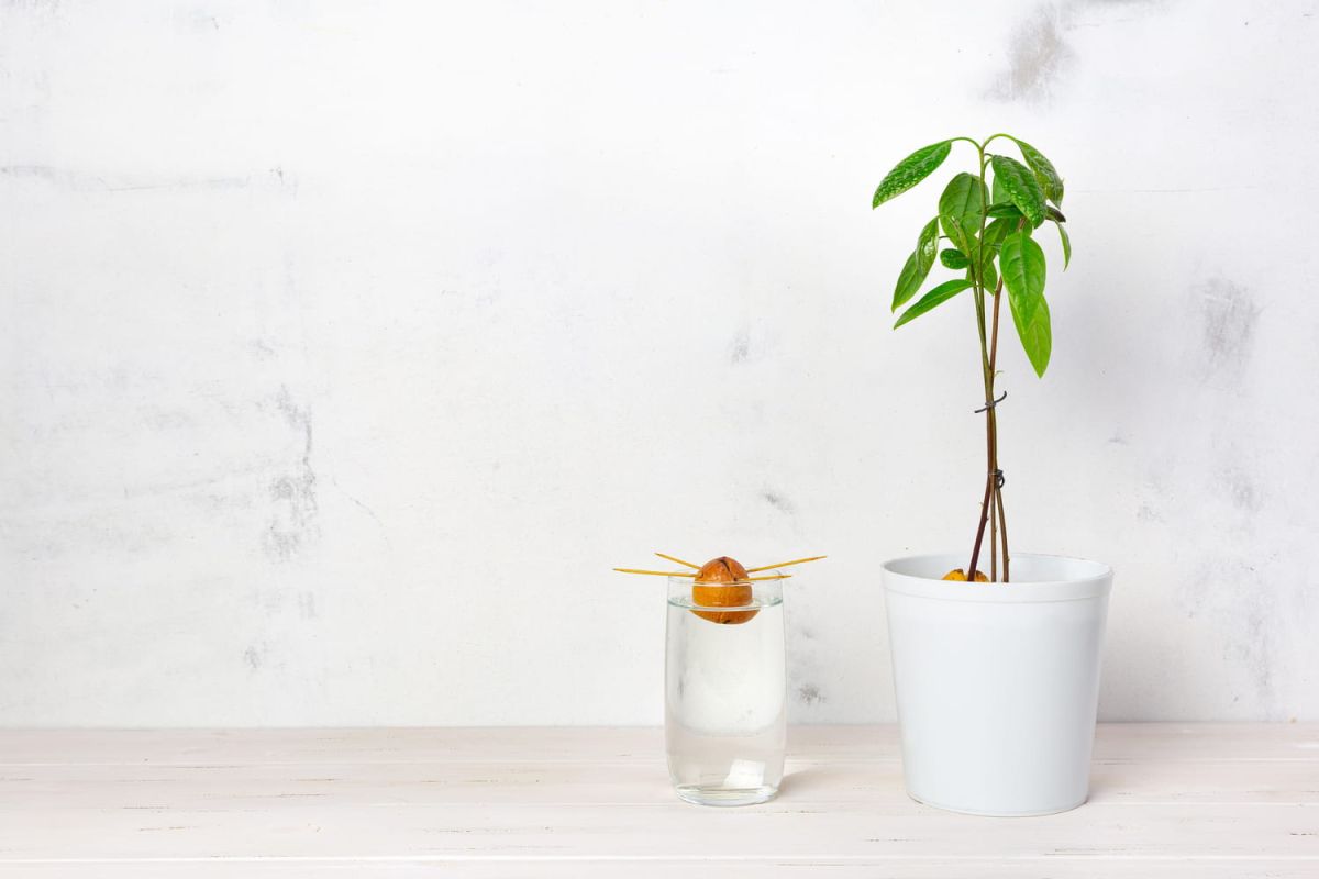 Comment faire pousser un avocatier en pot : guide pratique
