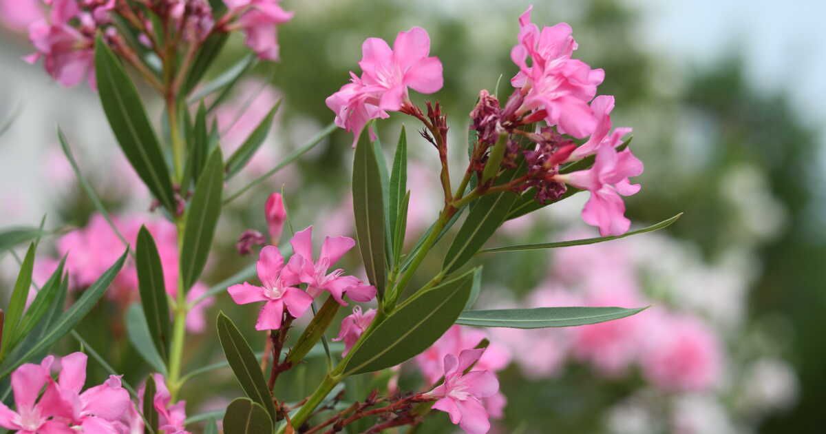 Laurier-rose : l'allié parfait pour embellir votre extérieur