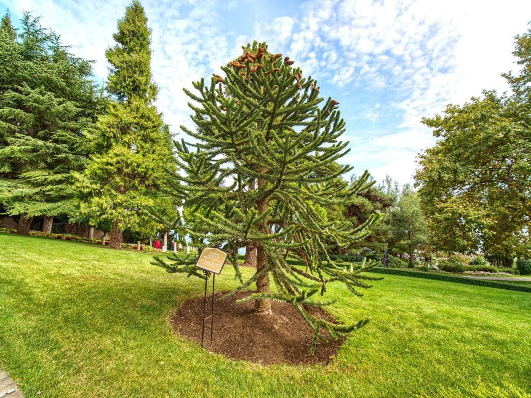 L'araucaria : un trésor vert du Chili à adopter