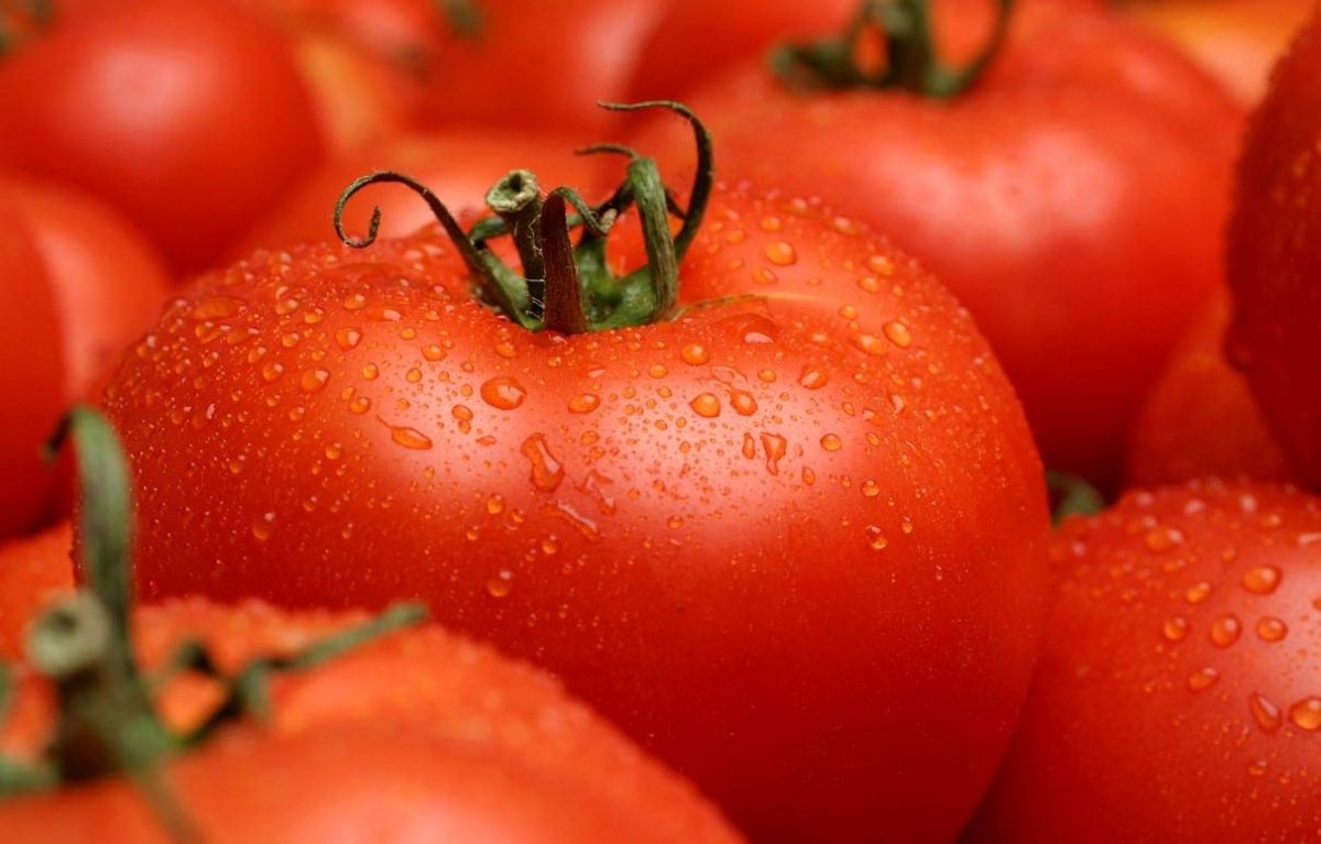 La tomate : fruit ou légume ? Éclaircissements sur cette question culinaire