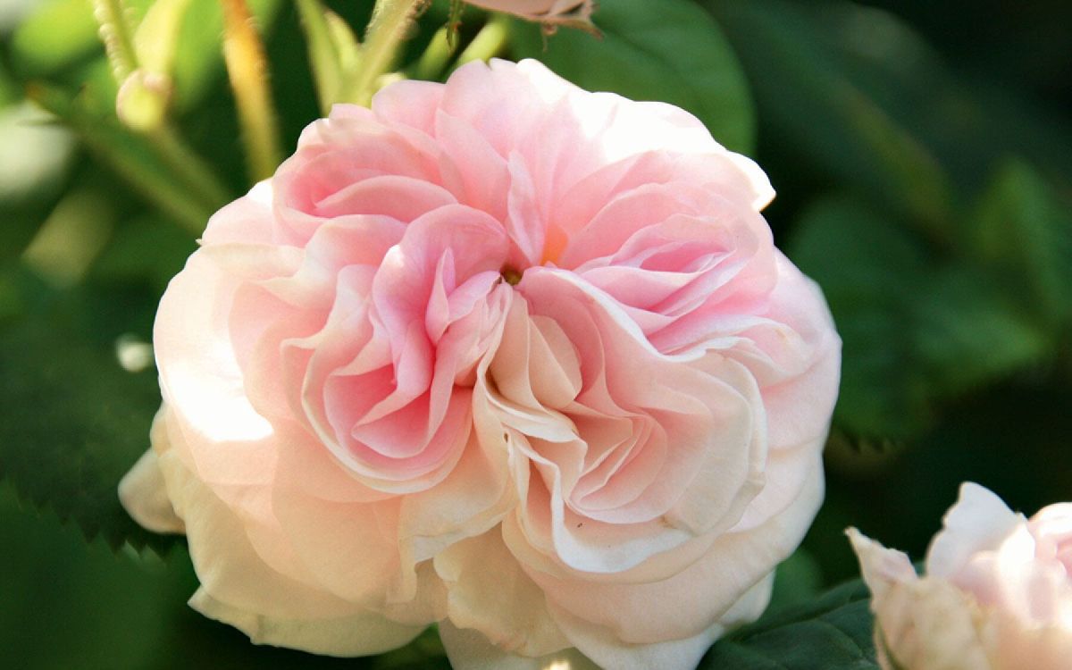 Séduction florale : découvrez les roses les plus captivantes