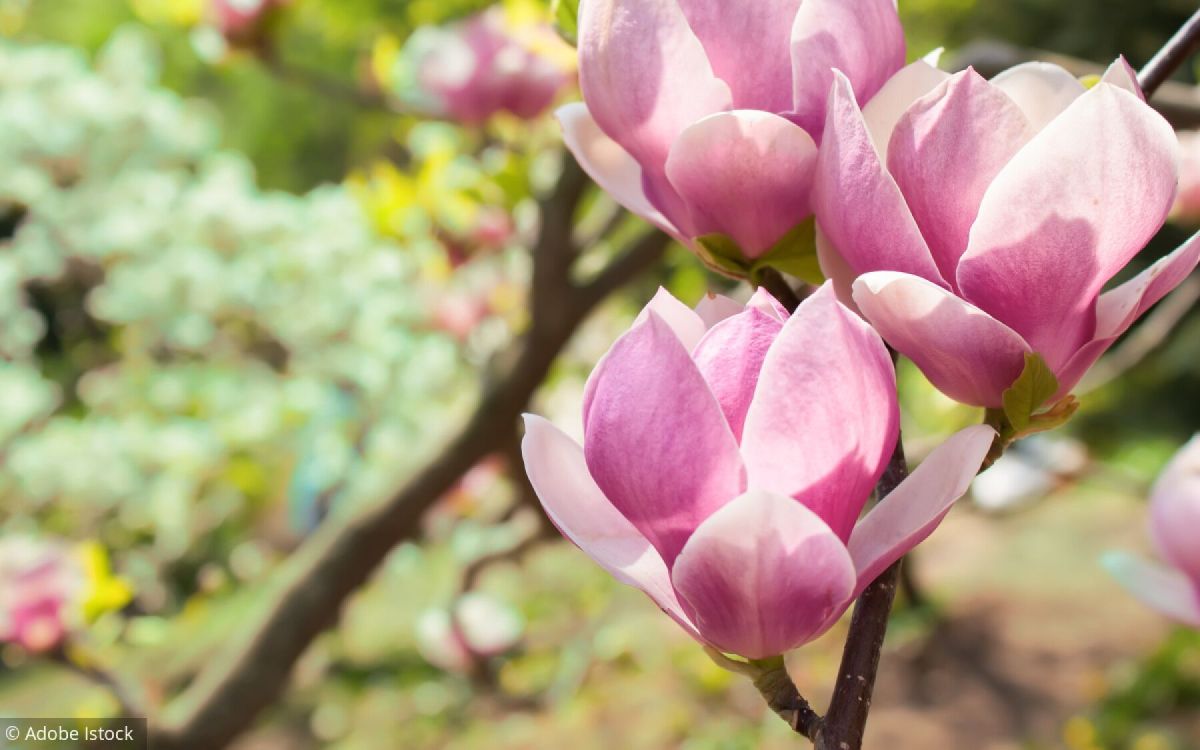 un magnolia sur mesure pour embellir votre jardin