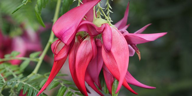 Le bec de perroquet, un trésor exotique en voie d'extinction