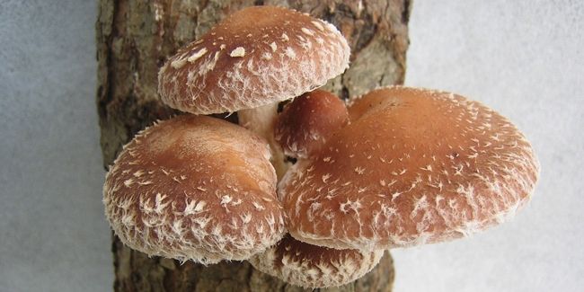 Le shiitake : entre saveurs délicates et bienfaits médicinaux