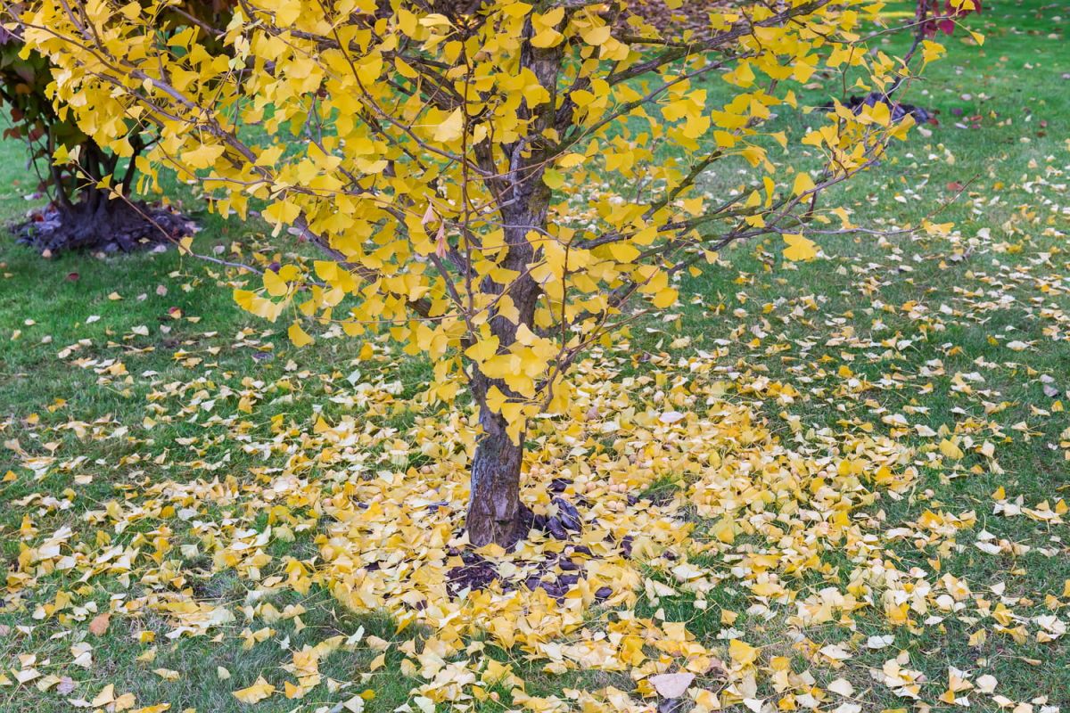 l'arbre d'automne fascinant aux couleurs vives mais à l'odeur désagréable : ce qu'il faut savoir