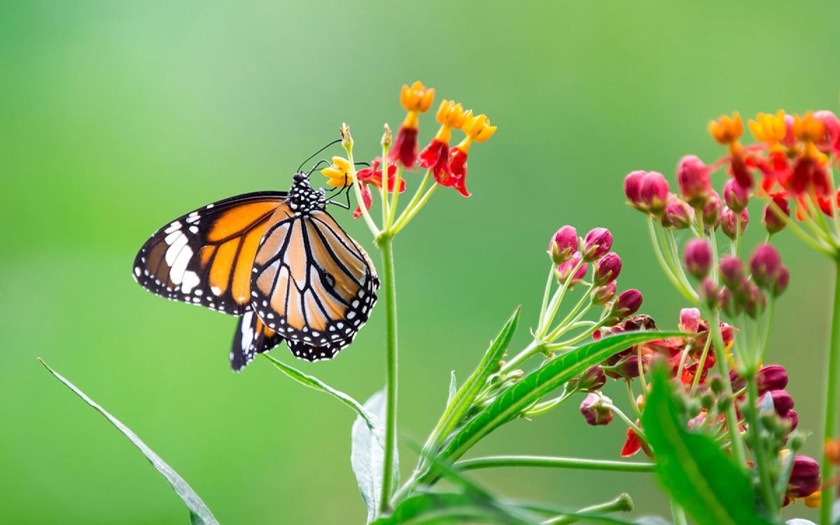 Cultivez votre jardin de manière naturelle : 6 conseils essentiels