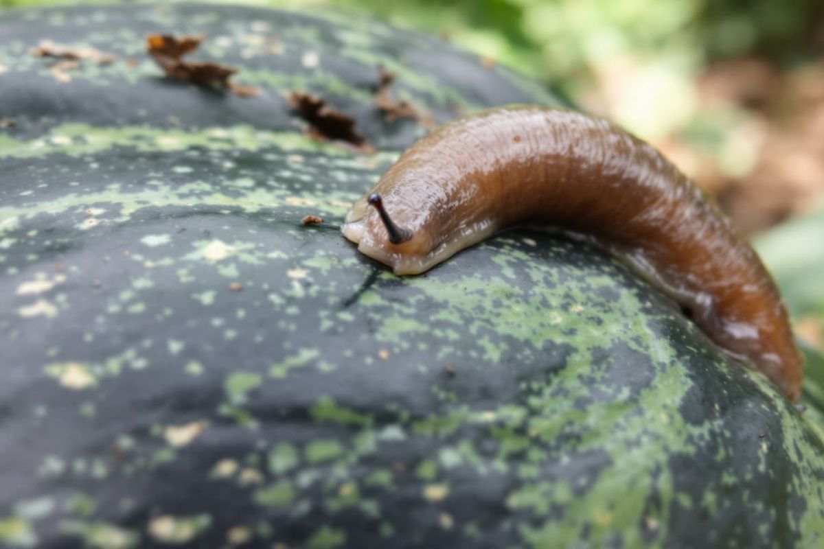 Stop aux limaces : le piège naturel qui transforme vos récoltes