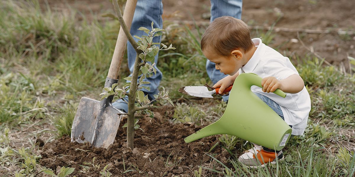Planter un arbre : les clés pour réussir