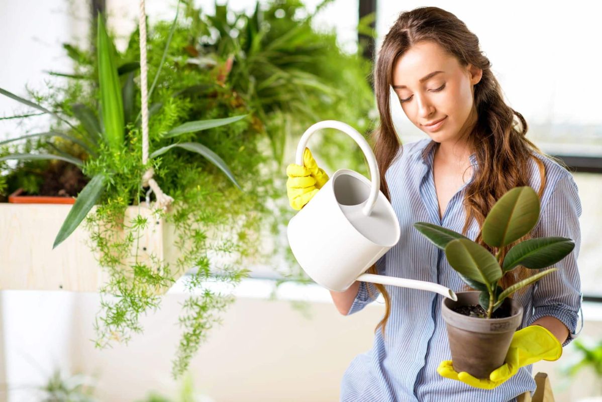Pourquoi l'eau du robinet peut nuire à vos plantes d'intérieur