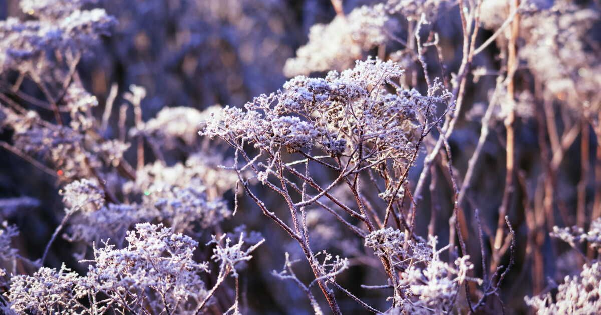 Des combinaisons de plantations pour des fleurs d'hiver éblouissantes