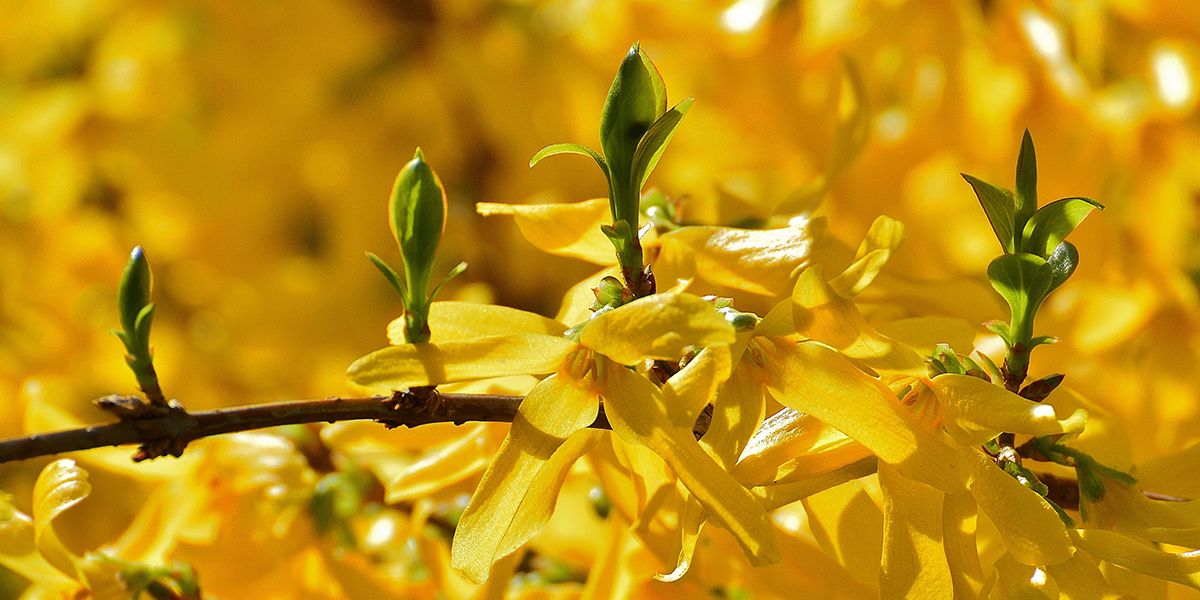 Le guide ultime pour bouturer un forsythia : astuces et moments clés