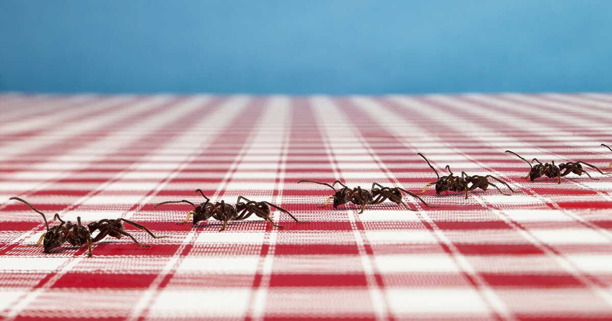 des solutions écologiques pour chasser les fourmis de votre jardin