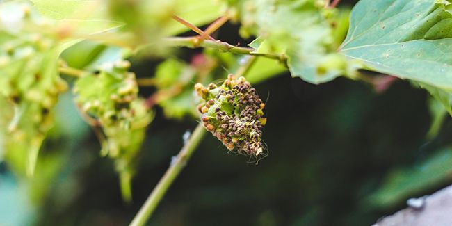 Les mystères du phylloxéra : l'insecte qui a bouleversé la viticulture