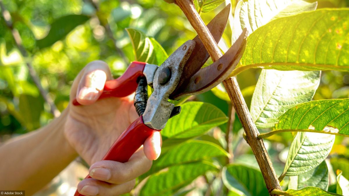 Comment choisir un sécateur ?