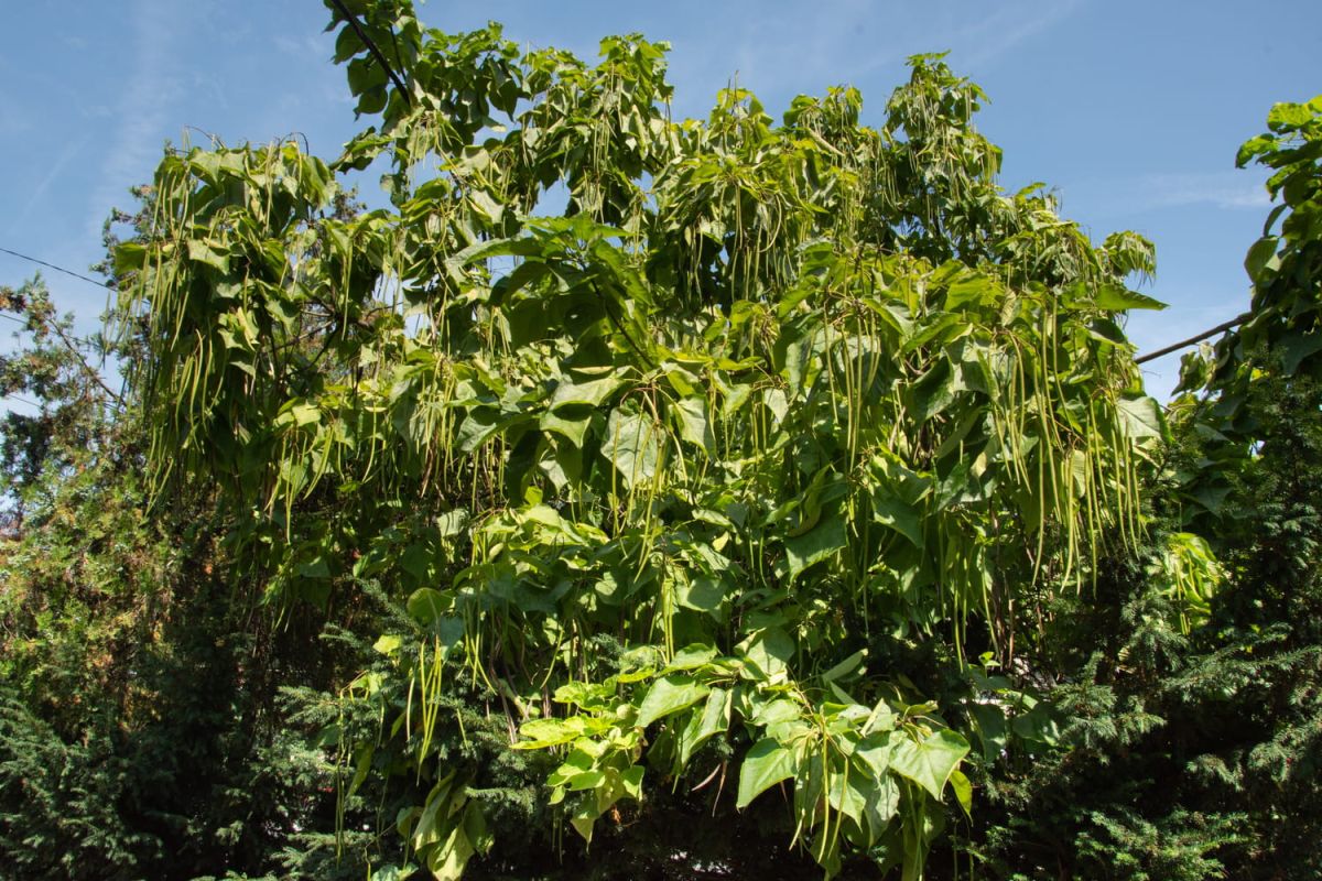 Catalpa : tout savoir sur la plantation et l'entretien