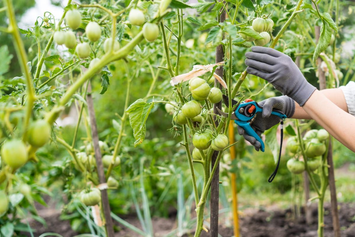 Tailler les tomates : le grand débat jardinier