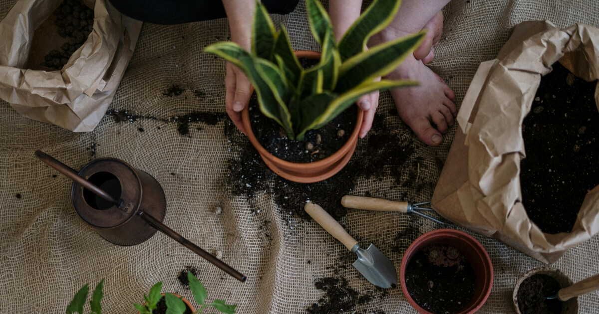 Quand faut-il renouveler le terreau de vos plantes ? Découvrez les signes révélateurs