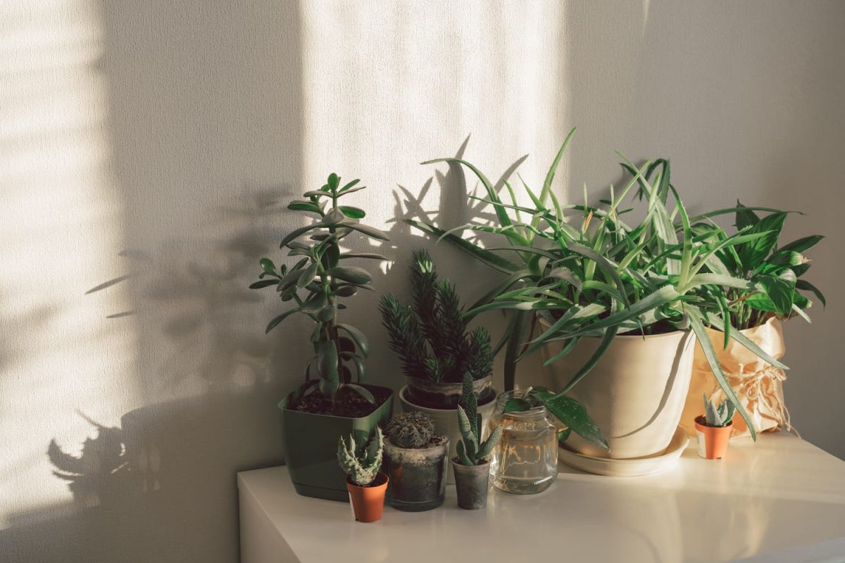 Découvrez la plante incontournable pour rafraîchir votre maison cet été