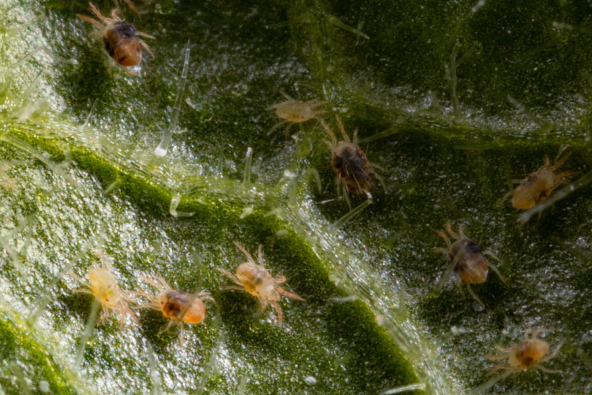 Attention aux araignées rouges : leur invasion menace vos plantes dès le retour du beau temps