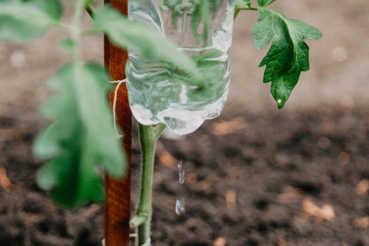 Arroser ses plantes avec des bouteilles en plastique : astuces et méthodes