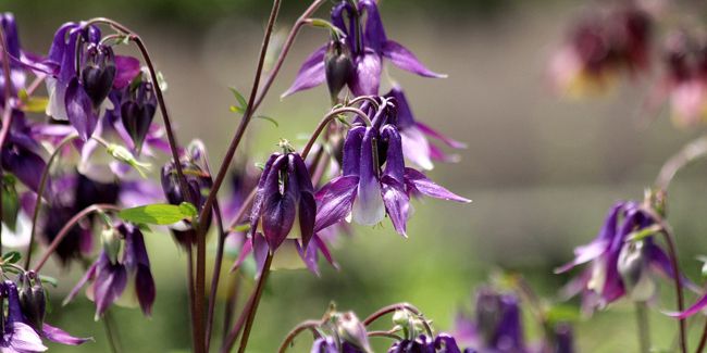 Ancolie, une vivace fascinante à cultivar au jardin