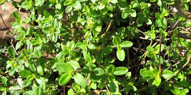 À la découverte du thym citron et de ses vertus parfumées