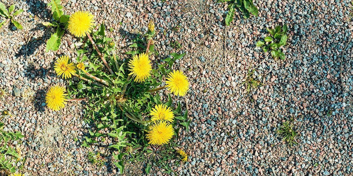 À la découverte des trésors cachés des mauvaises herbes