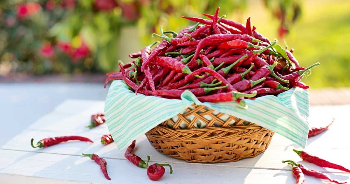 L'art de sécher les piments pour une cuisine pleine de saveurs