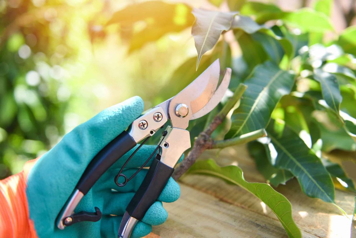 Des conseils indispensables pour tailler vos arbres fruitiers avant l'hiver
