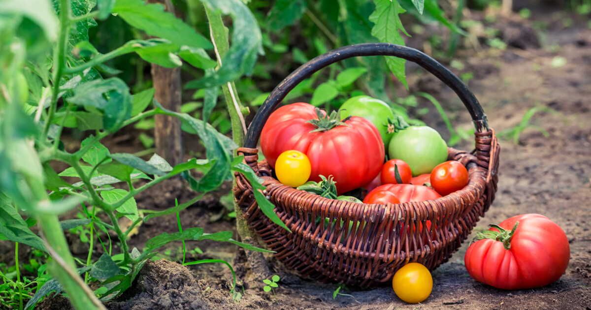 Cultivez votre propre potager : nos astuces incontournables