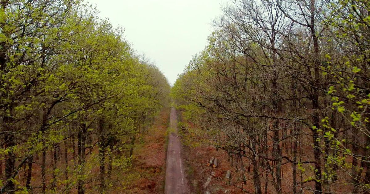 À la découverte des trésors cachés de la forêt de Bercé au printemps