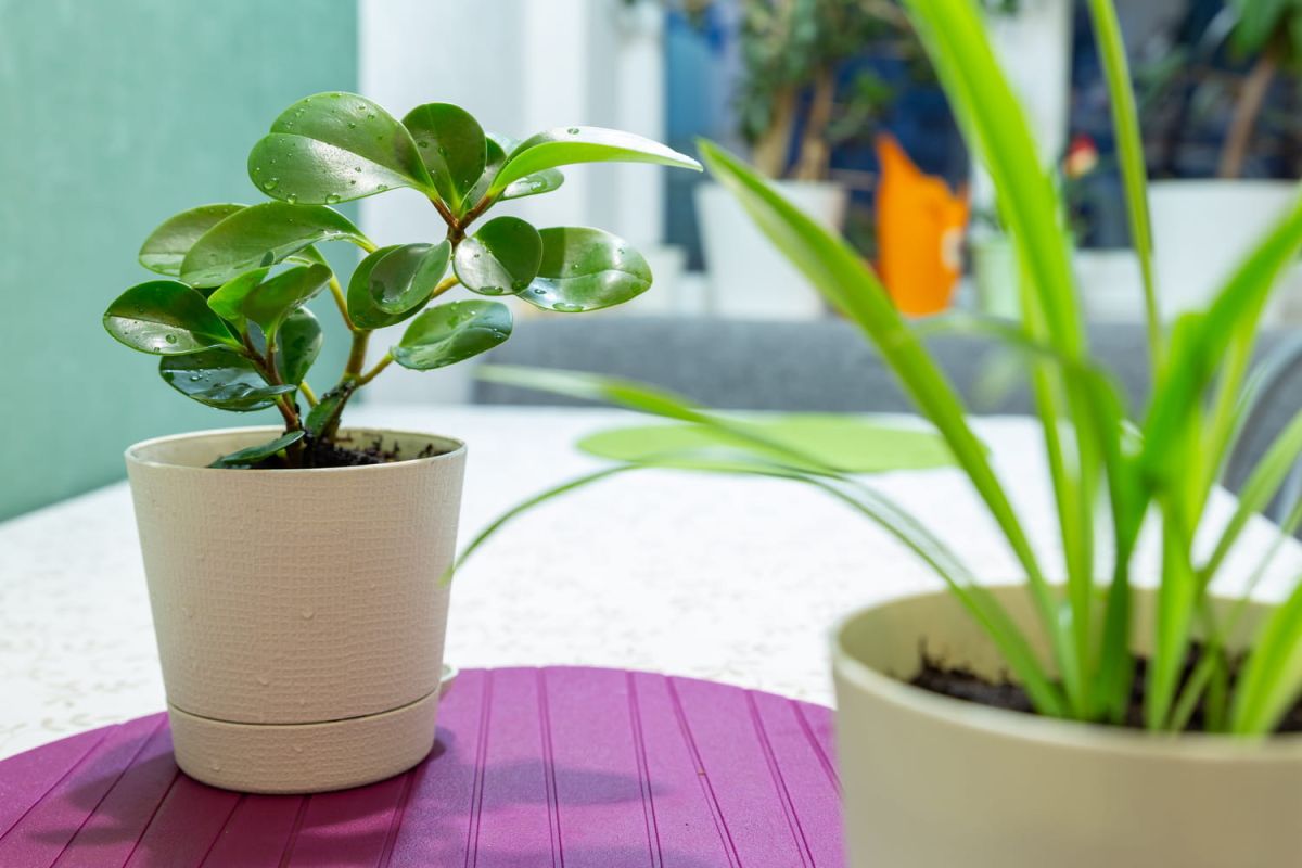 Attention à l'ennemi caché des plantes cet été