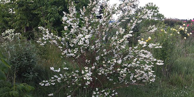 Comment et quand tailler le deutzia comme un pro