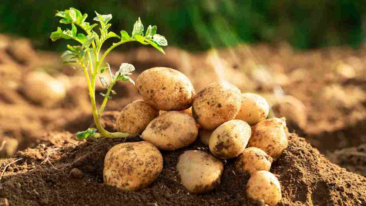 Découvrons ensemble la fascinante diversité des pommes de terre