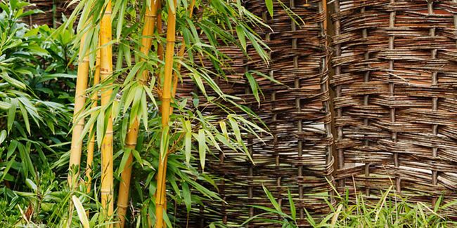 Entretenir son bambou en pot : conseils pratiques et astuces