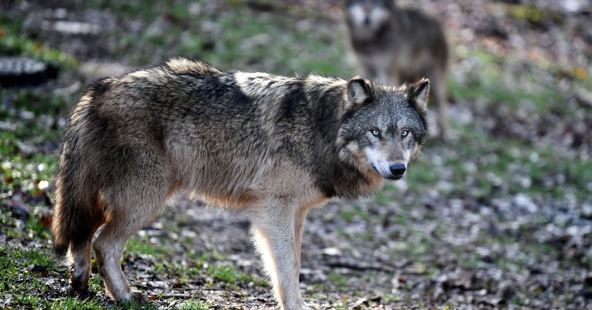 Haute-Loire renforce son soutien face aux attaques de loups