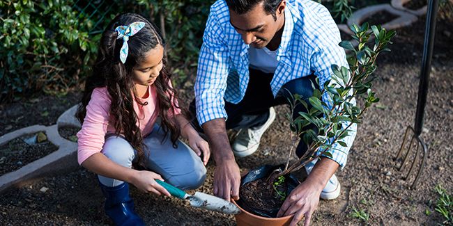 Rempoter à l'automne : une opportunité pour vos plantes