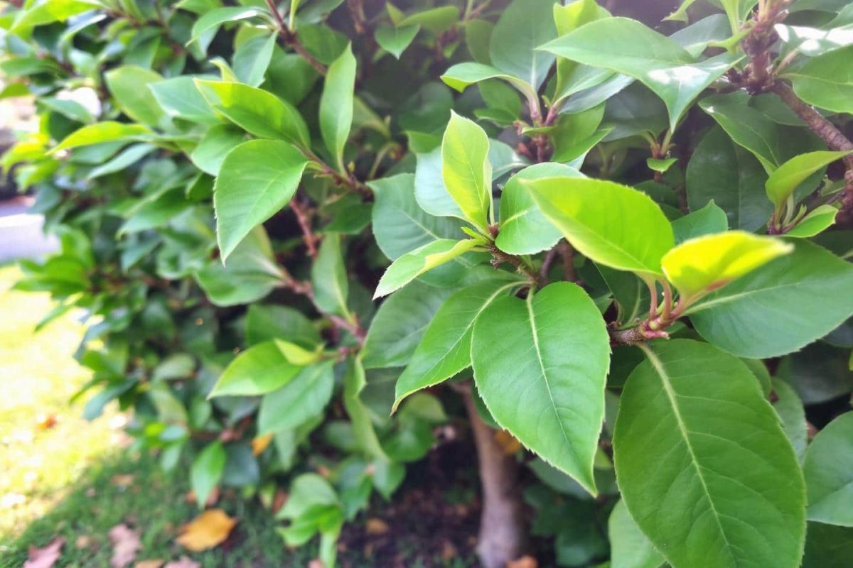 Prenez soin de votre laurier-cerise en 5 minutes pour un jardin impeccable