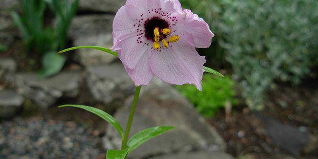 Découvrez la beauté de Nomocharis aperta, la fleur mouchetée délicate