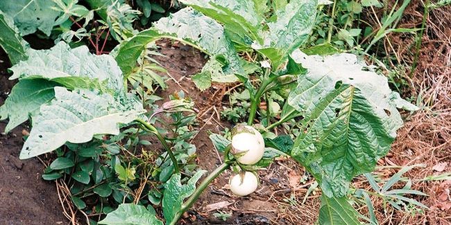 Le gboma : l'aubergine africaine aux mille vertus