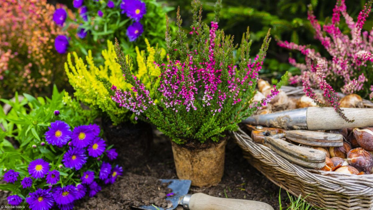 L'automne au jardin : un souffle printanier inattendu