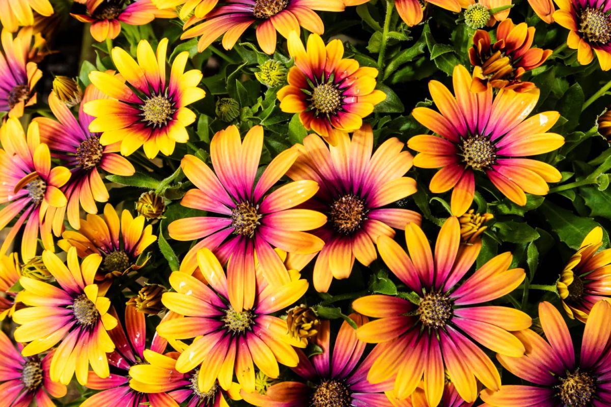 Osteospermum : plantation, entretien et bouturage de la marguerite du Cap