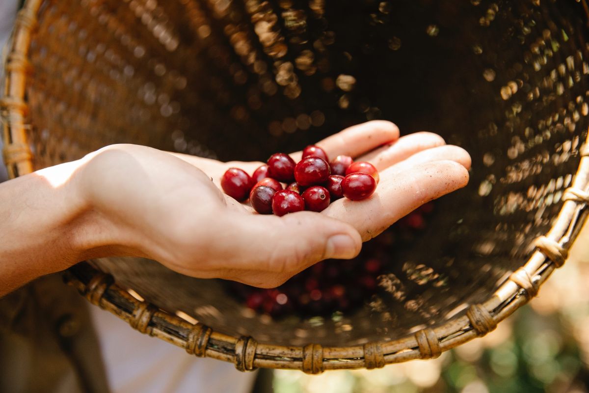 Comment détecter les vers dans les cerises avec astuce et simplicité