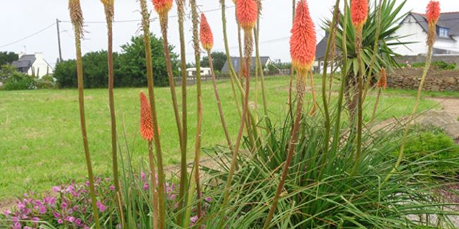Démystifier le tritoma (Kniphofia)