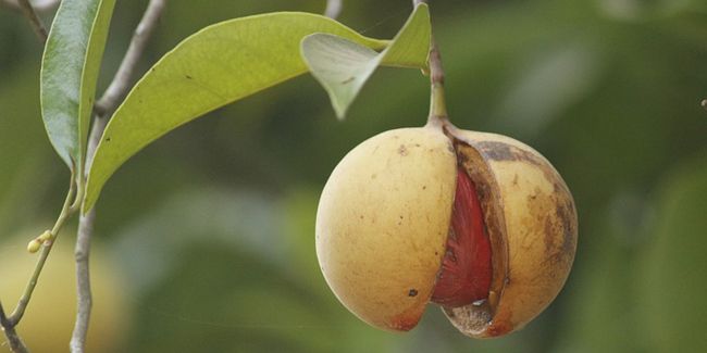À la découverte du muscadier, l'arbre aux épices généreuses